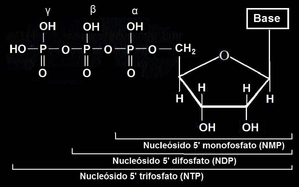 Nucleósido