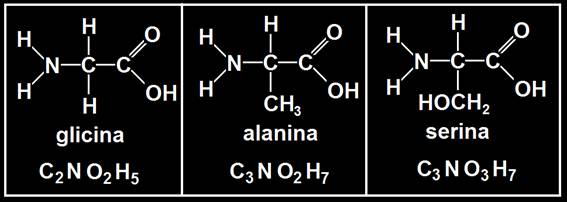 Glicina, alanina y serina